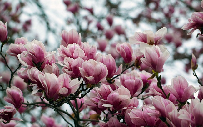 Wickford's Magnificent Magnolia Tree