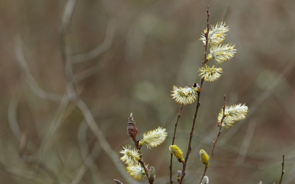 pussy willow buds