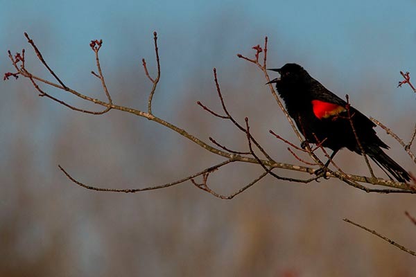 redwing blackbird singing