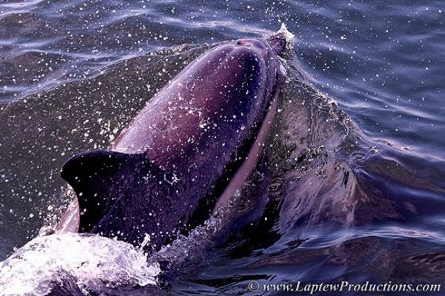 http://www.laptewproductions.com/videos/wp-content/uploads/2012/04/CN6F4154dolphin.jpg