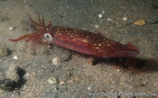 Longfin inshore squid showing off its red color scheme