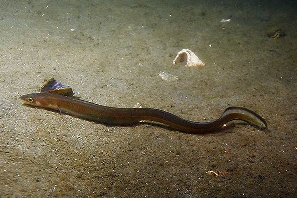 eel in brackish pond