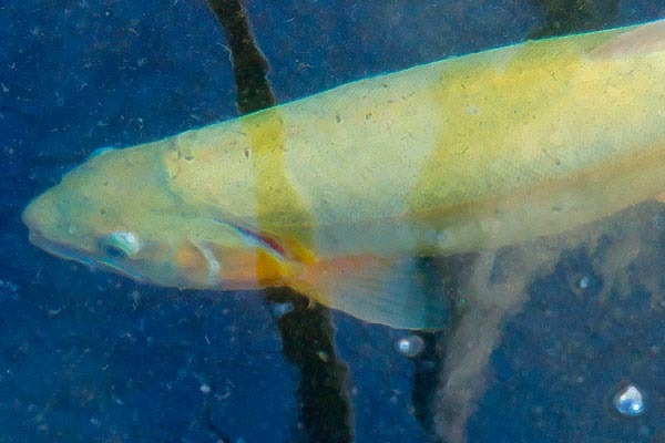 golden-trout