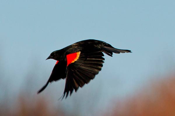 redwing-blackbird flight
