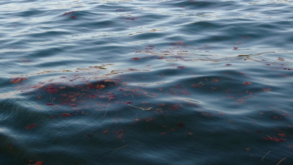 Dirty water on the east side of Fishers