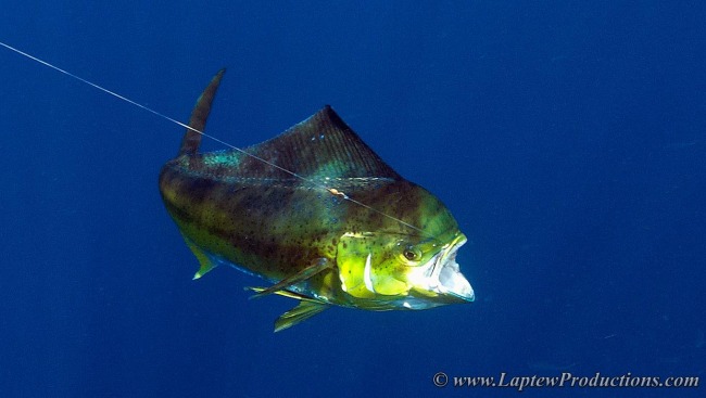 Dazzling Dorados, Magnificent Mahi-Mahi and Brilliant Bull Dolphins