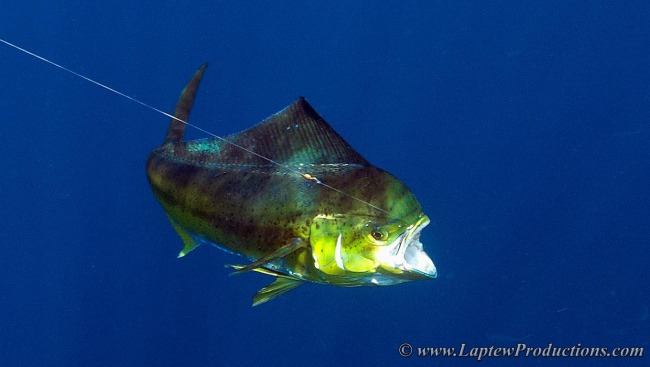 Dazzling Dorados, Magnificent Mahi-Mahi and Brilliant Bull Dolphins 