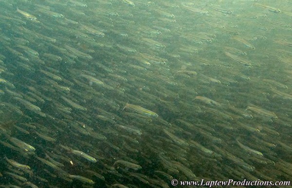 Wall of spearing
