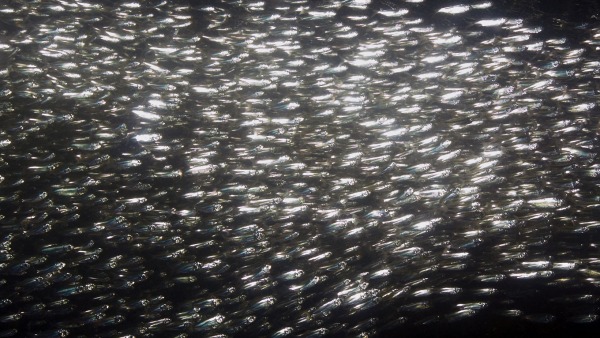 bay-anchovies-schooling