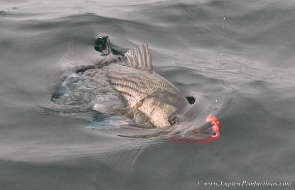 Striper with squid fly