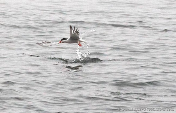 A tern flies off with a spearing