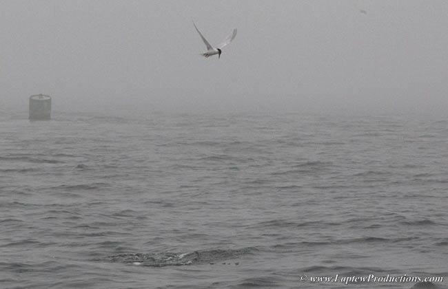 Fish Feeding Frenzy in the Fog