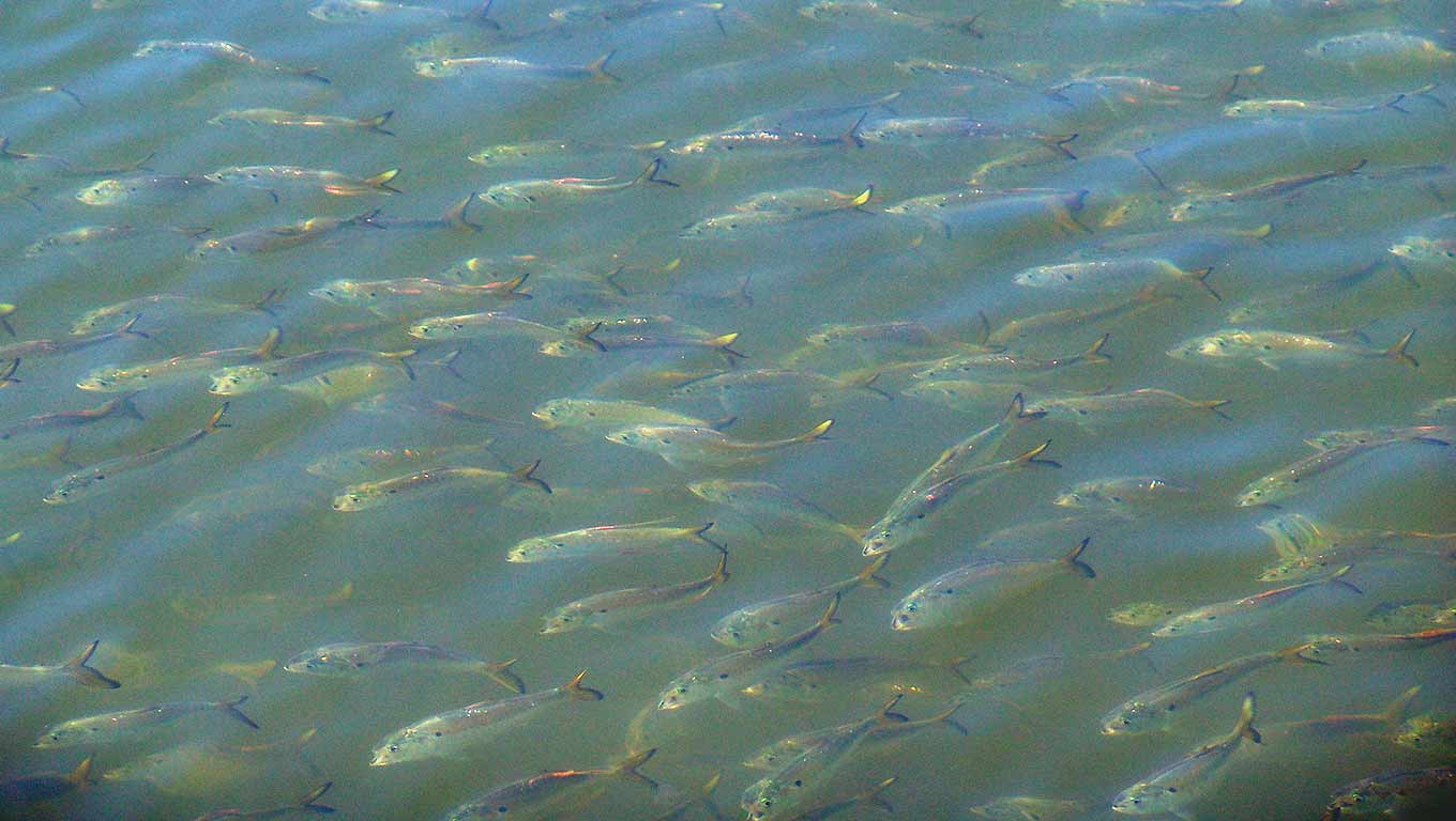 Peanut Bunker or Menhaden Laptew Productions