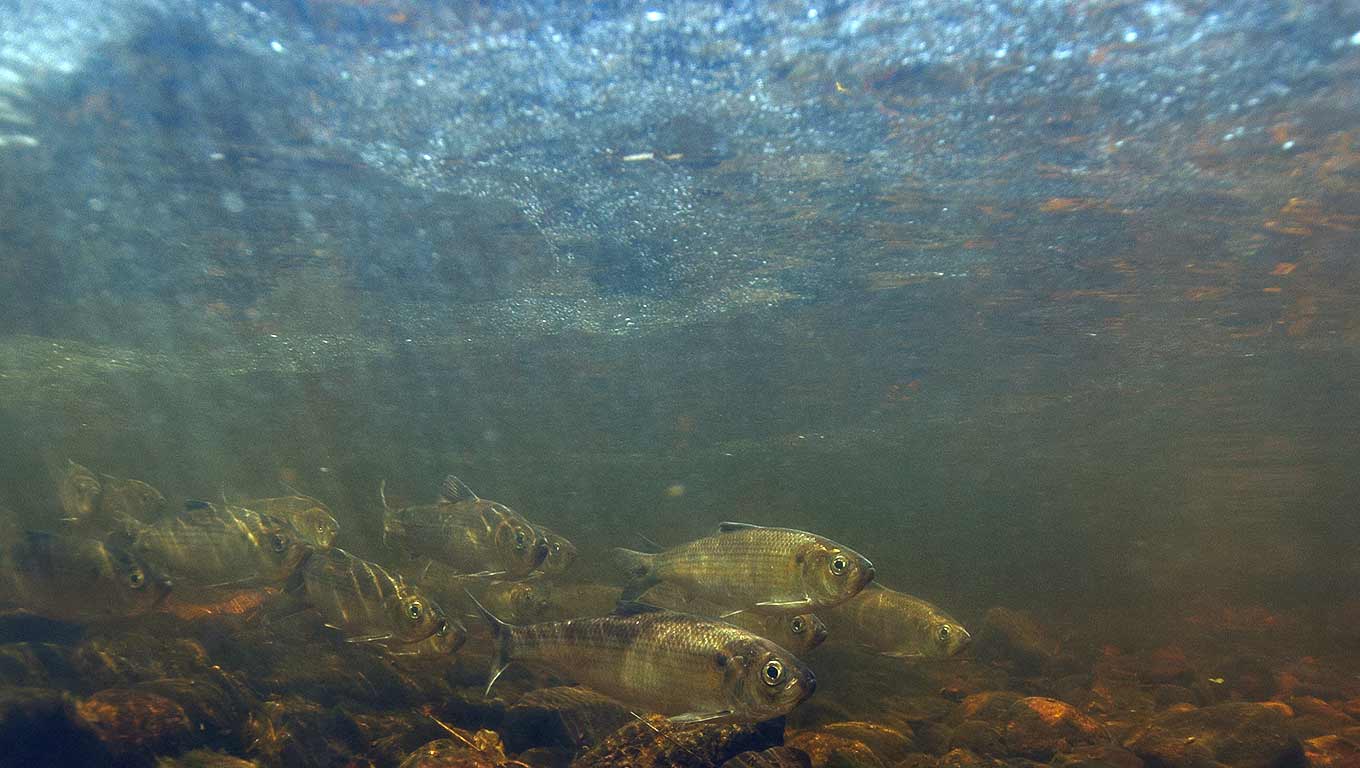 River Herring Swimming Upstream to Spawn Laptew Productions