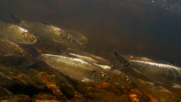 river herring returning to the river of their birth
