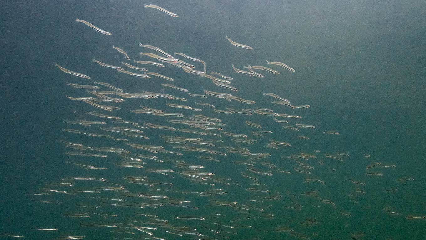 A scool of sand lance or sand eels swim by