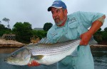 Captain Jim White with a nice striper being released