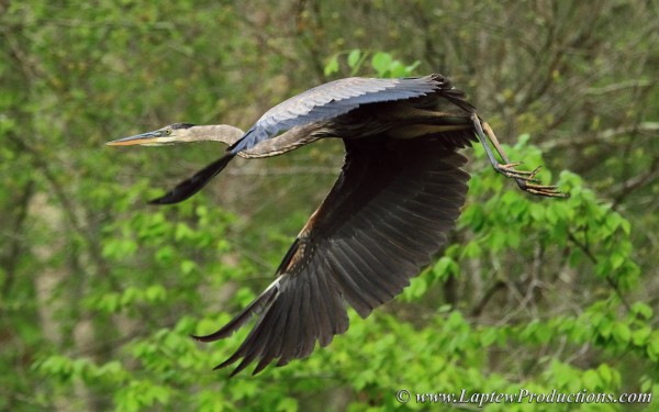 Great Blue Heron Flaps its Massive Wings