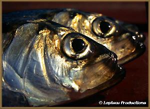 Head shot of herring focused on their large eyes