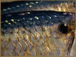 the coloration of herring includes a deep blue back and pearlescent scales