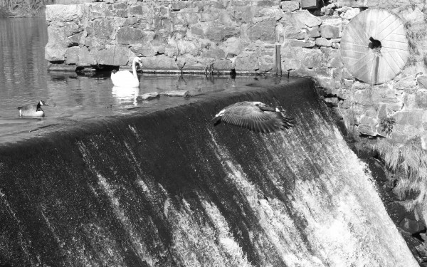 Falls at Barny Pond