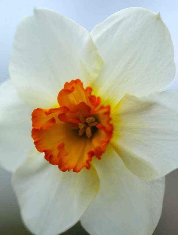 Macro Daffodil