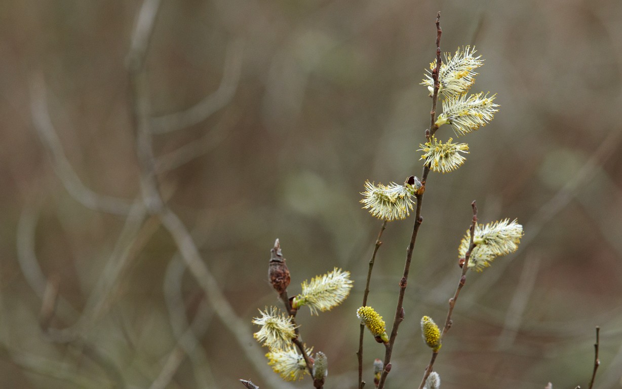 Pussy Willow Buds