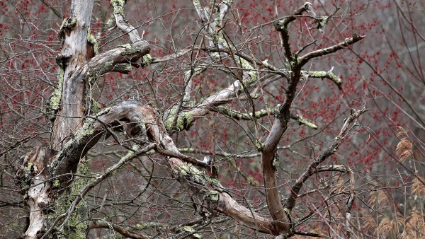 New England's trees budding early during a warm spring