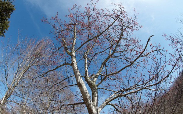budding birch tree