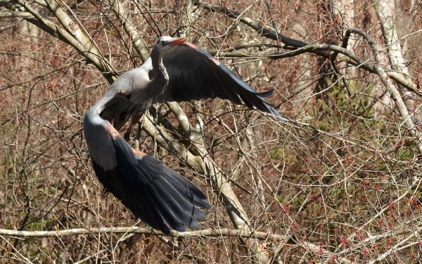 great blue heron flies through the brush