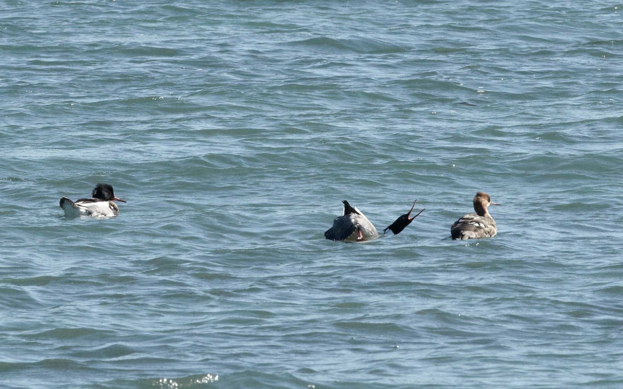 Red-breasted Merganser Ducks