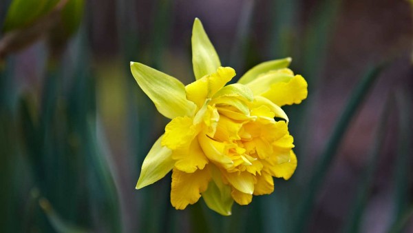Early daffodil bloom