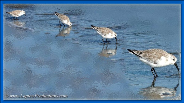 Sandpiper pulls out a worm