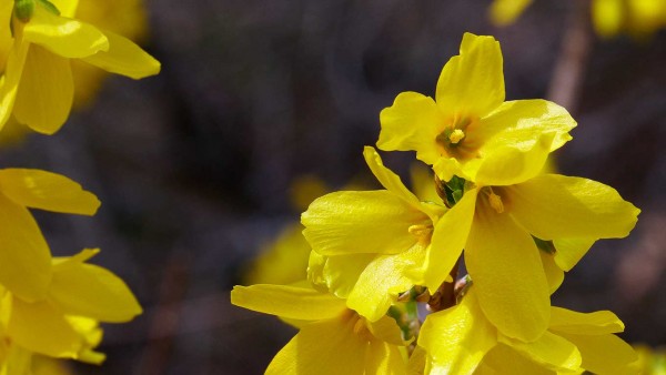 Forsythia Flowers