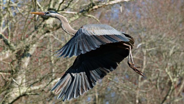 A great blue heron flys through the trees