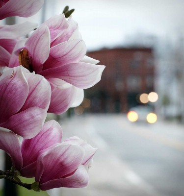 Wickford Magnolia Blossom and Street Scene