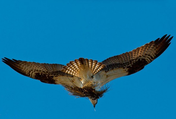 An osprey carries a load of nesting material