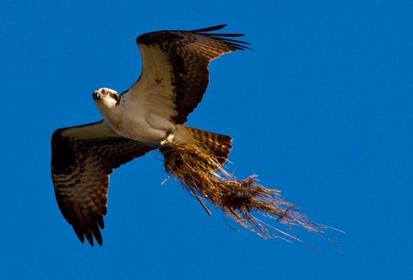 An osprey bringing marsh grass to nest