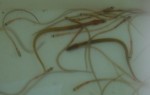 elvers or glass eels