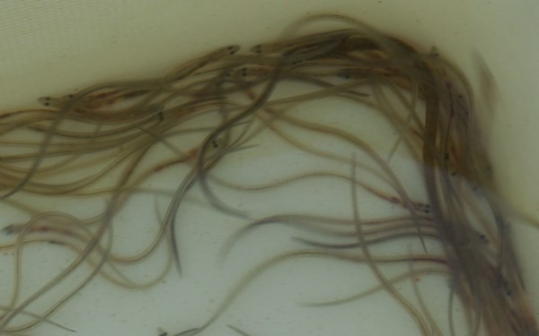 glass eels