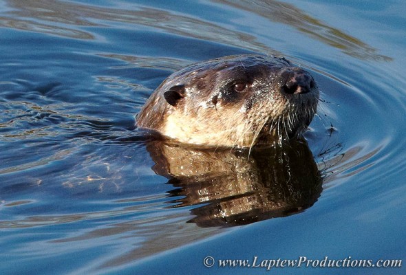 North Kingstown otter in Annaquatucket River
