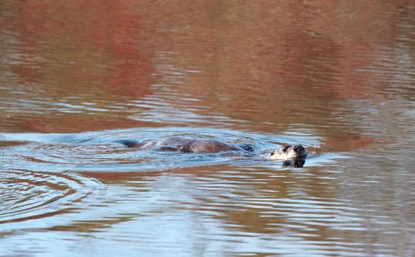 The web feet and slim profile allow otters to fly through the water