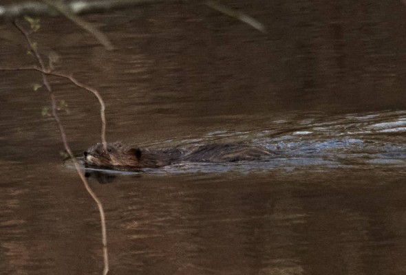 muskrat swimming to shore