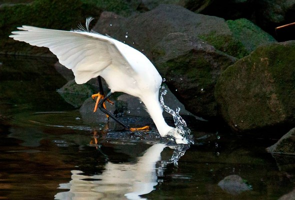 egret strikes