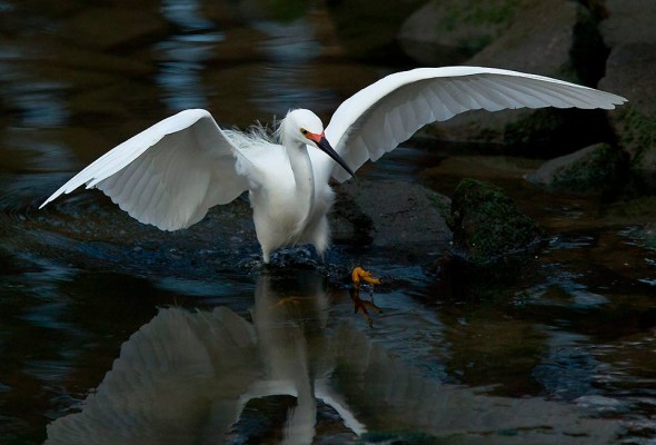 egret charges mummichog