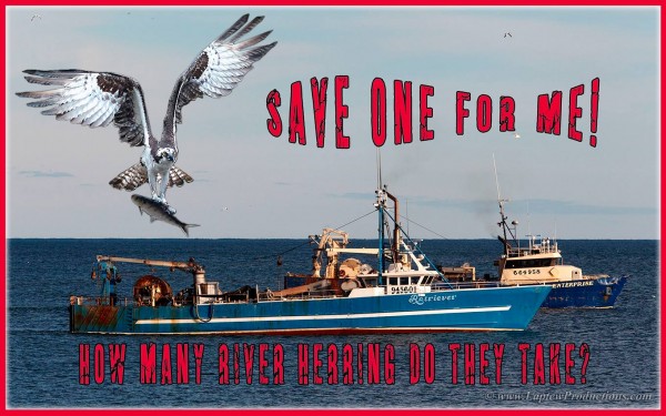 Pair Trawling equals overfishing