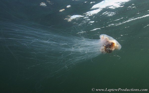 The Lion's Mane Jellyfish is the largest jellyfish in the world