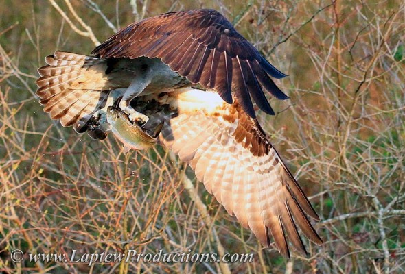 An osprey hold a herring in its talons