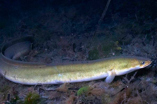 American eel