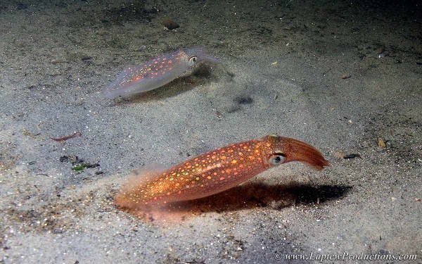 two extremely different colored squid